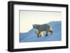 Polar Bear and Cub Walking on Sea Ice at Sunset Near Harbor Islands,Canada-Paul Souders-Framed Photographic Print