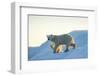 Polar Bear and Cub Walking on Sea Ice at Sunset Near Harbor Islands,Canada-Paul Souders-Framed Photographic Print