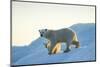 Polar Bear and Cub Walking on Sea Ice at Sunset Near Harbor Islands,Canada-Paul Souders-Mounted Photographic Print