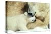 Polar Bear and Cub-null-Stretched Canvas
