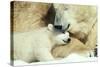 Polar Bear and Cub-null-Stretched Canvas