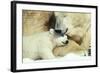 Polar Bear and Cub-null-Framed Photographic Print