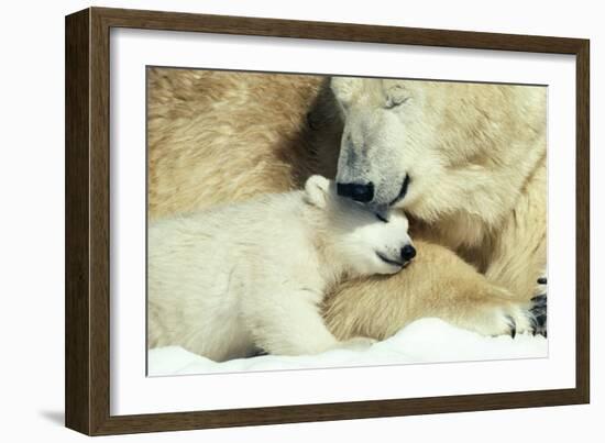 Polar Bear and Cub-null-Framed Photographic Print