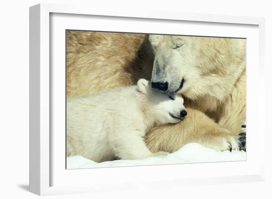 Polar Bear and Cub-null-Framed Photographic Print