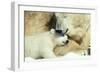 Polar Bear and Cub-null-Framed Photographic Print