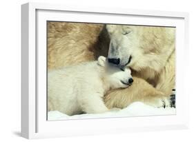 Polar Bear and Cub-null-Framed Photographic Print