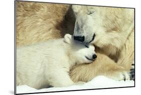 Polar Bear and Cub-null-Mounted Photographic Print