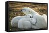 Polar Bear and Cubs by Hudson Bay, Manitoba, Canada-Paul Souders-Framed Stretched Canvas