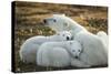 Polar Bear and Cubs by Hudson Bay, Manitoba, Canada-Paul Souders-Stretched Canvas