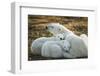 Polar Bear and Cubs by Hudson Bay, Manitoba, Canada-Paul Souders-Framed Photographic Print