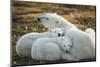 Polar Bear and Cubs by Hudson Bay, Manitoba, Canada-Paul Souders-Mounted Photographic Print