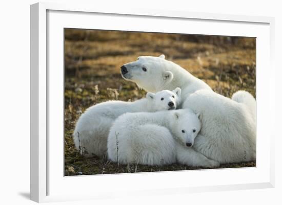 Polar Bear and Cubs by Hudson Bay, Manitoba, Canada-Paul Souders-Framed Photographic Print