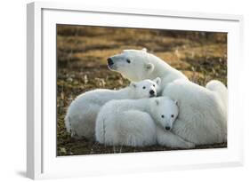 Polar Bear and Cubs by Hudson Bay, Manitoba, Canada-Paul Souders-Framed Photographic Print