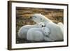 Polar Bear and Cubs by Hudson Bay, Manitoba, Canada-Paul Souders-Framed Photographic Print