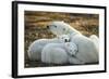 Polar Bear and Cubs by Hudson Bay, Manitoba, Canada-Paul Souders-Framed Photographic Print
