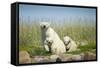 Polar Bear and Cubs, Hudson Bay, Manitoba, Canada-Paul Souders-Framed Stretched Canvas