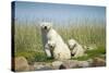 Polar Bear and Cubs, Hudson Bay, Manitoba, Canada-Paul Souders-Stretched Canvas