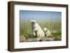 Polar Bear and Cubs, Hudson Bay, Manitoba, Canada-Paul Souders-Framed Photographic Print