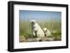 Polar Bear and Cubs, Hudson Bay, Manitoba, Canada-Paul Souders-Framed Photographic Print