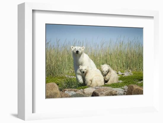 Polar Bear and Cubs, Hudson Bay, Manitoba, Canada-Paul Souders-Framed Photographic Print