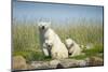 Polar Bear and Cubs, Hudson Bay, Manitoba, Canada-Paul Souders-Mounted Photographic Print