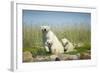 Polar Bear and Cubs, Hudson Bay, Manitoba, Canada-Paul Souders-Framed Photographic Print