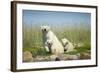 Polar Bear and Cubs, Hudson Bay, Manitoba, Canada-Paul Souders-Framed Photographic Print