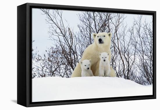 Polar Bear and Cubs X Two Sitting-null-Framed Stretched Canvas