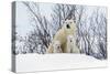 Polar Bear and Cubs X Two Sitting-null-Stretched Canvas