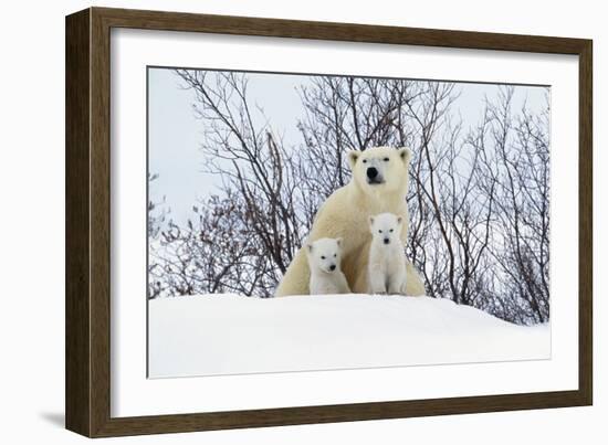 Polar Bear and Cubs X Two Sitting-null-Framed Photographic Print