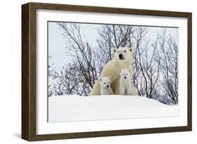 Polar Bear and Cubs X Two Sitting-null-Framed Photographic Print