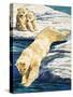 Polar Bear and Cubs-null-Stretched Canvas