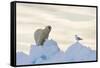 Polar Bear And Seagull-Louise Murray-Framed Stretched Canvas