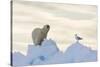 Polar Bear And Seagull-Louise Murray-Stretched Canvas