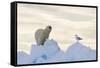 Polar Bear And Seagull-Louise Murray-Framed Stretched Canvas