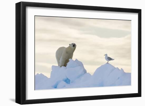 Polar Bear And Seagull-Louise Murray-Framed Photographic Print