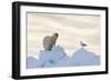 Polar Bear And Seagull-Louise Murray-Framed Photographic Print