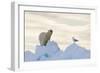 Polar Bear And Seagull-Louise Murray-Framed Photographic Print