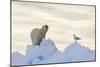 Polar Bear And Seagull-Louise Murray-Mounted Photographic Print