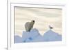 Polar Bear And Seagull-Louise Murray-Framed Photographic Print
