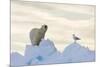 Polar Bear And Seagull-Louise Murray-Mounted Photographic Print