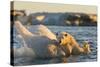 Polar Bear and Young Cub Cling to Melting Sea Ice at Sunset Near Harbor Islands,Canada-Paul Souders-Stretched Canvas