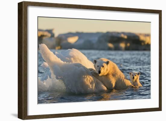 Polar Bear and Young Cub Cling to Melting Sea Ice at Sunset Near Harbor Islands,Canada-Paul Souders-Framed Photographic Print