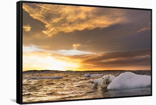 Polar Bear and Young Cub Cling to Melting Sea Ice at Sunset Near Harbor Islands,Canada-Paul Souders-Framed Stretched Canvas