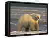 Polar Bear, Arctic National Wildlife Refuge, Alaska, USA-Hugh Rose-Framed Stretched Canvas