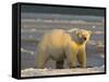 Polar Bear, Arctic National Wildlife Refuge, Alaska, USA-Hugh Rose-Framed Stretched Canvas