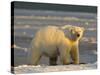 Polar Bear, Arctic National Wildlife Refuge, Alaska, USA-Hugh Rose-Stretched Canvas