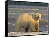 Polar Bear, Arctic National Wildlife Refuge, Alaska, USA-Hugh Rose-Framed Stretched Canvas