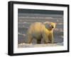 Polar Bear, Arctic National Wildlife Refuge, Alaska, USA-Hugh Rose-Framed Premium Photographic Print