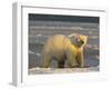 Polar Bear, Arctic National Wildlife Refuge, Alaska, USA-Hugh Rose-Framed Premium Photographic Print